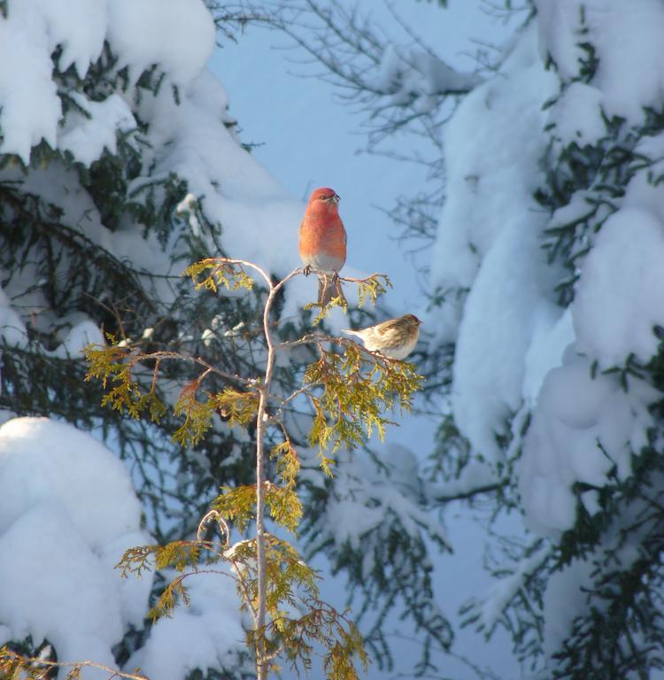Gite De La Riviere Bed and Breakfast Chibougamau Buitenkant foto