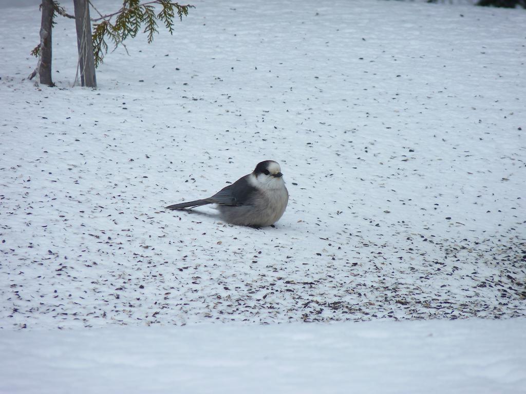 Gite De La Riviere Chibougamau Buitenkant foto